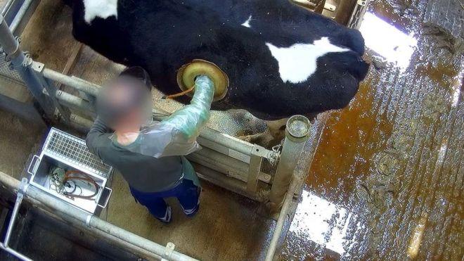 Video. Animale chinuite, de dragul științei! Cum au ajuns cercetătorii să monteze &bdquo;hublouri&rdquo; &icirc;n abdomenul vacilor