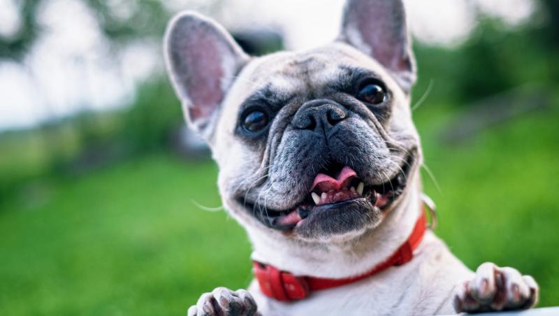 Ce rase de câini să alegi, în funcție de personalitatea și stilul tău de viață