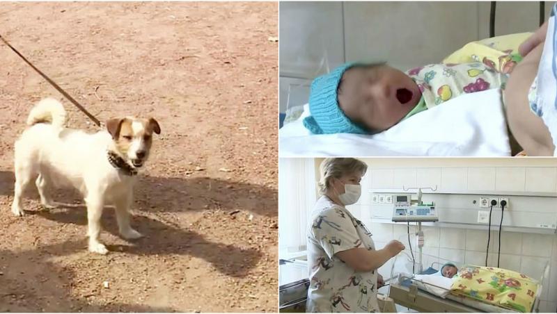 Un cățeluș viteaz a salvat viața unui bebeluș abandonat de părinți într-un parc! „Dădea din mânuțe și din picioare, dar nu scotea niciun sunet”