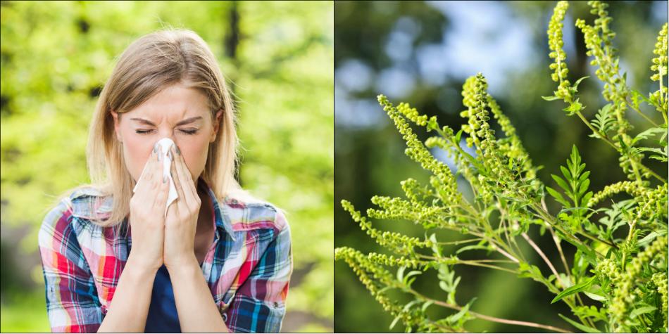 Amenzi de mii de lei pentru rom&acirc;nii care nu distrug ambrozia! Planta provoacă reacții alergice puternice