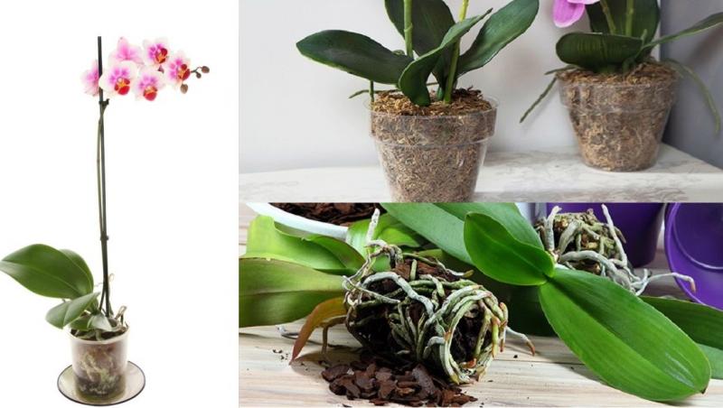 marker approve End table Când trebuie să schimbi ghiveciul la orhidee și la alte plante de  apartament | Antena 1