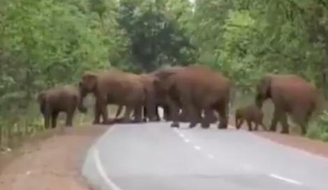 Ți se rupe sufletul! O turmă de elefanți, în procesiune funerară pentru un pui mort! Momentul sfâșietor a fost filmat – Video