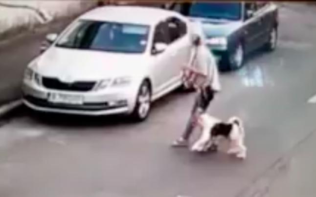 Scene dramatice &icirc;n București! Un Amstaff, atac șocant, pe stradă! A &bdquo;rupt&rdquo; un alt c&acirc;ine. Mai mulți oameni s-au luptat cu el - Video