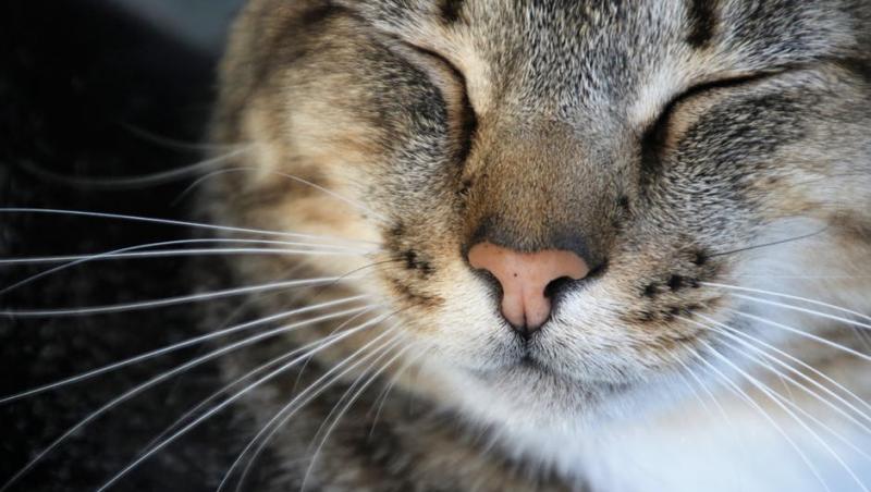 Decizie scandaloasă: Milioane de pisici sunt ucise printr-o metodă barbară pentru a proteja alte specii!