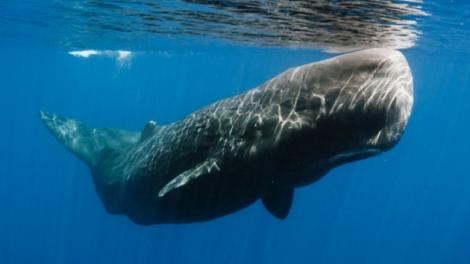 Japonia a reluat vânătoarea de balene