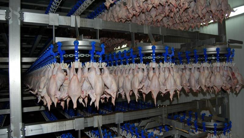 Pericol în alimentație! Aproape zece tone de carne de pui contaminată cu Salmonella au fost confiscate