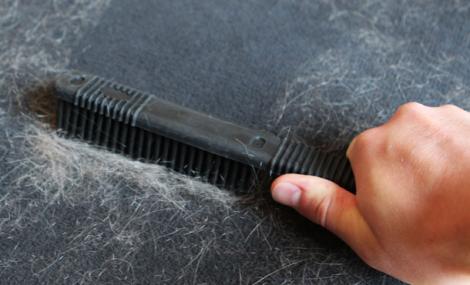 Cu ce se curăță părul de pisică de pe haine și de pe covor: soluții simple