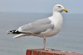 Pescărușii australieni, purtători de boli care pot afecta oamenii