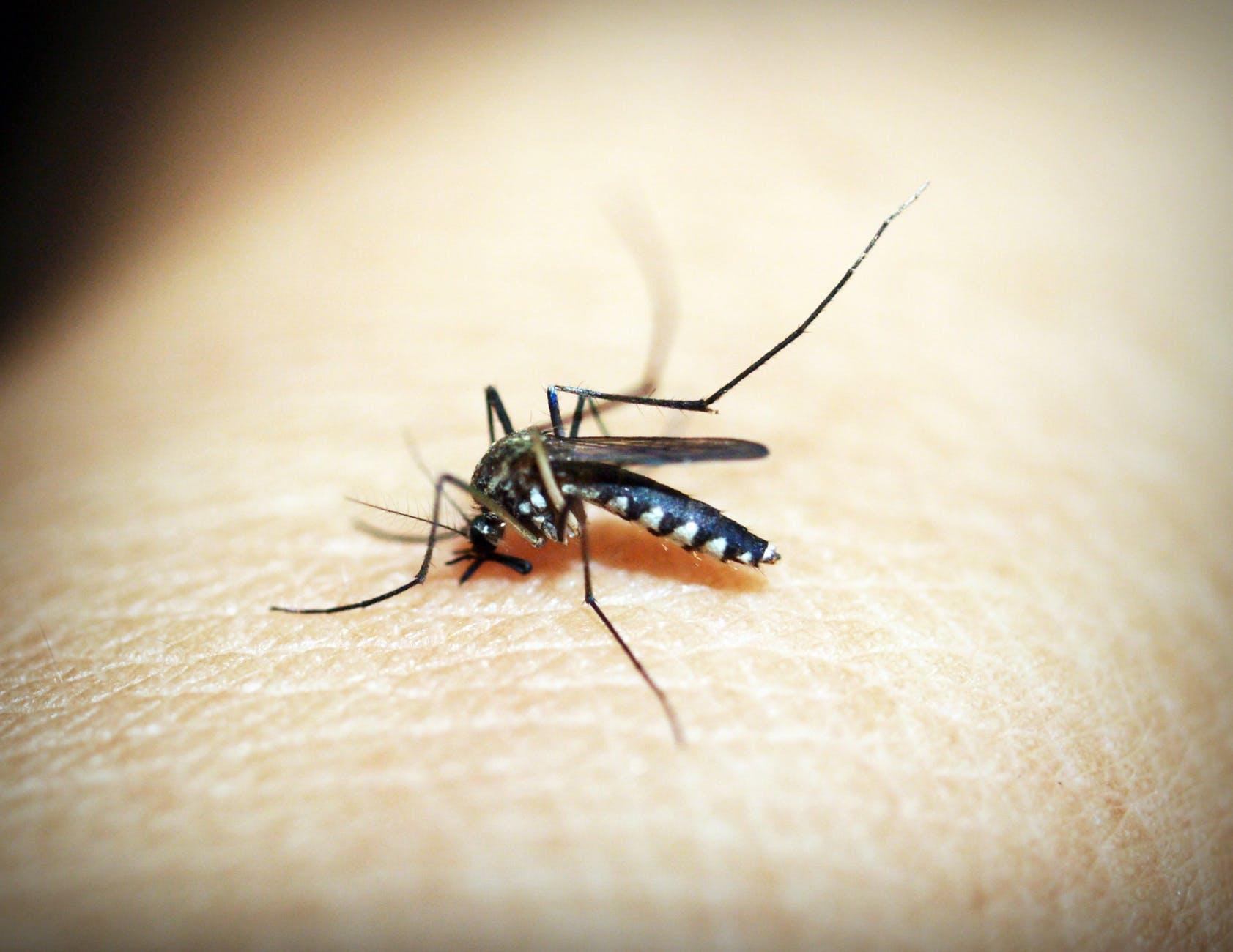 De ce anumite persoane sunt mușcate mai des de țânțari. Te afli printre ele?