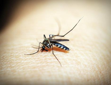 De ce anumite persoane sunt mușcate mai des de țânțari. Te afli printre ele?