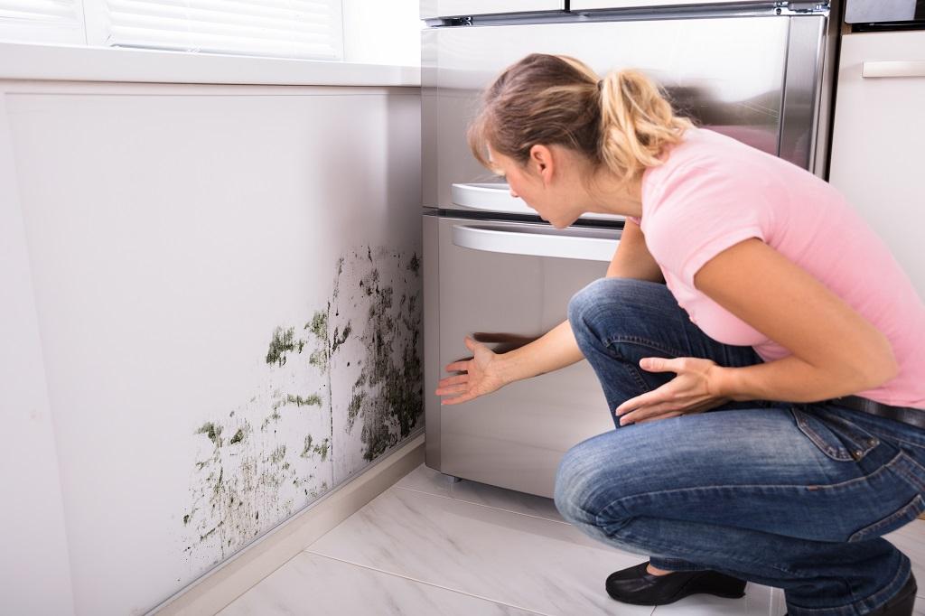 Mucegaiul în locuință – cum scapi și cum previi apariția sa