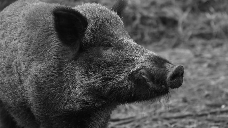 Pesta porcină evoluează în prezent în 77 de localități! Toate animalele suspecte trebuie sacrificate şi neutralizate