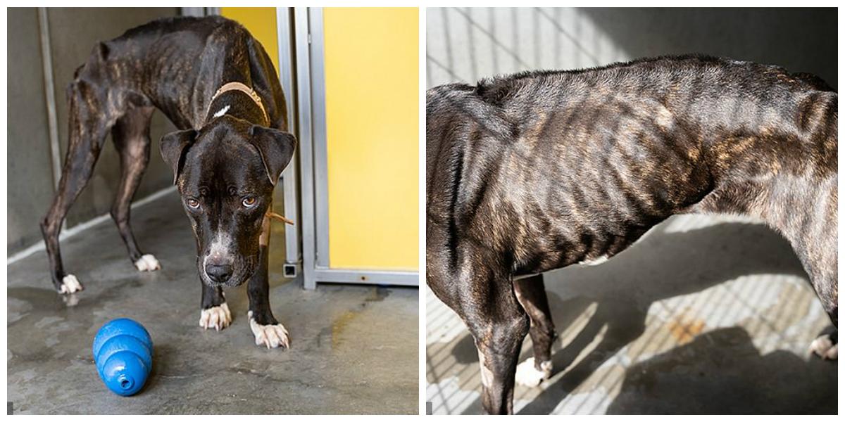 Un c&acirc;ine a fost &icirc;nfometat at&acirc;t de mult, &icirc;nc&acirc;t &icirc;i puteai număra coastele! Autoritățile care l-au găsit la timp: &rdquo;N-ar mai fi supraviețuit o zi!&rdquo;