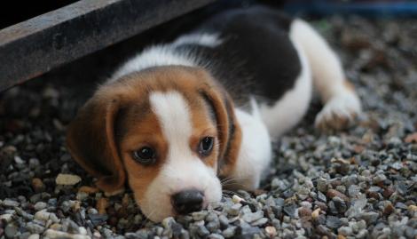 Beagle, cel mai sociabil câine: îngrijire și trăsături de personalitate