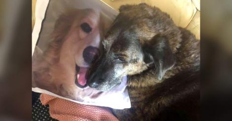 Un câine nu poate sta departe de perna pe care e imprimată o fotografie cu fratele său care a murit
