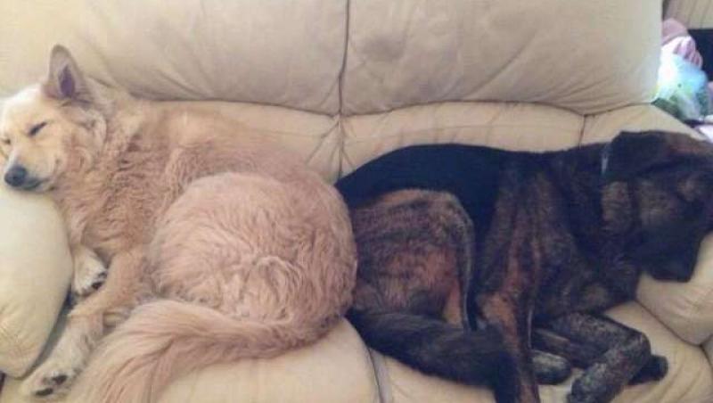 Un câine nu poate sta departe de perna pe care e imprimată o fotografie cu fratele său care a murit