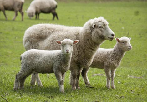 Comisarul european Vytenis Andriukaitis a cerut României să oprească transportul a 70.000 de oi către ţările arabe