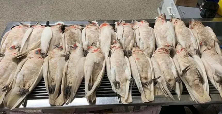 &bdquo;Ca dintr-un film horror&rdquo; - Zeci de papagali dintr-o specie protejată, morţi după ce au căzut din zbor