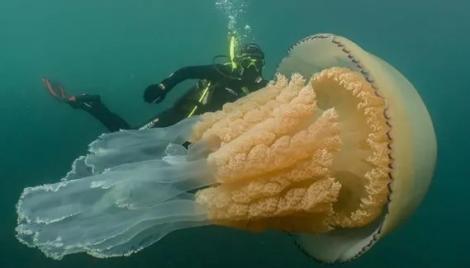 O meduză de dimensiunea unui om a fost descoperită în largul coastei Cornwall, în Marea Britanie