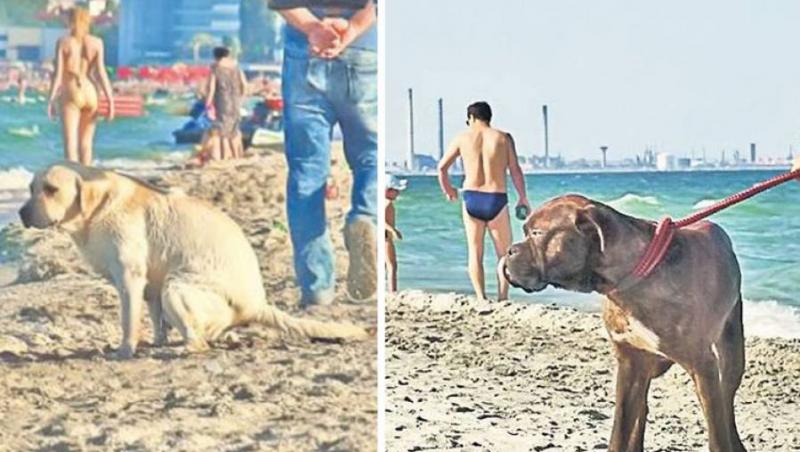 Amenzi uriașe pentru românii care își iau cățeii pe plajă! Cu ce sumă poate fi amendat un posesor de animal de companie