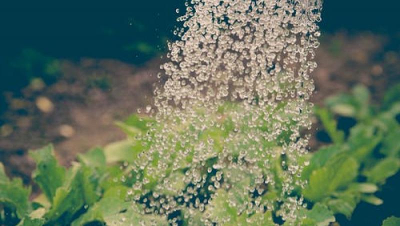 Bicarbonatul de sodiu, minune în grădină. 6 moduri în care îl poți folosi