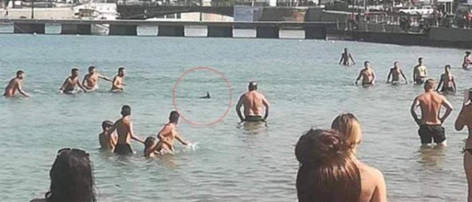 Turiști &icirc;n Grecia, filmați &icirc;n timp ce omorau cu pietre un pește-spadă! Localnicii, revoltați: &rdquo;Trebuie să oprim abuzurile!&rdquo;