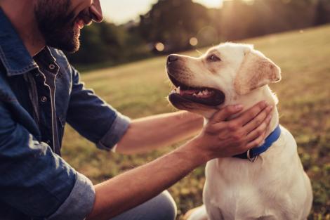 Cum să ai grijă de câinele tău pe timpul verii - 4 sfaturi de care să ții cont