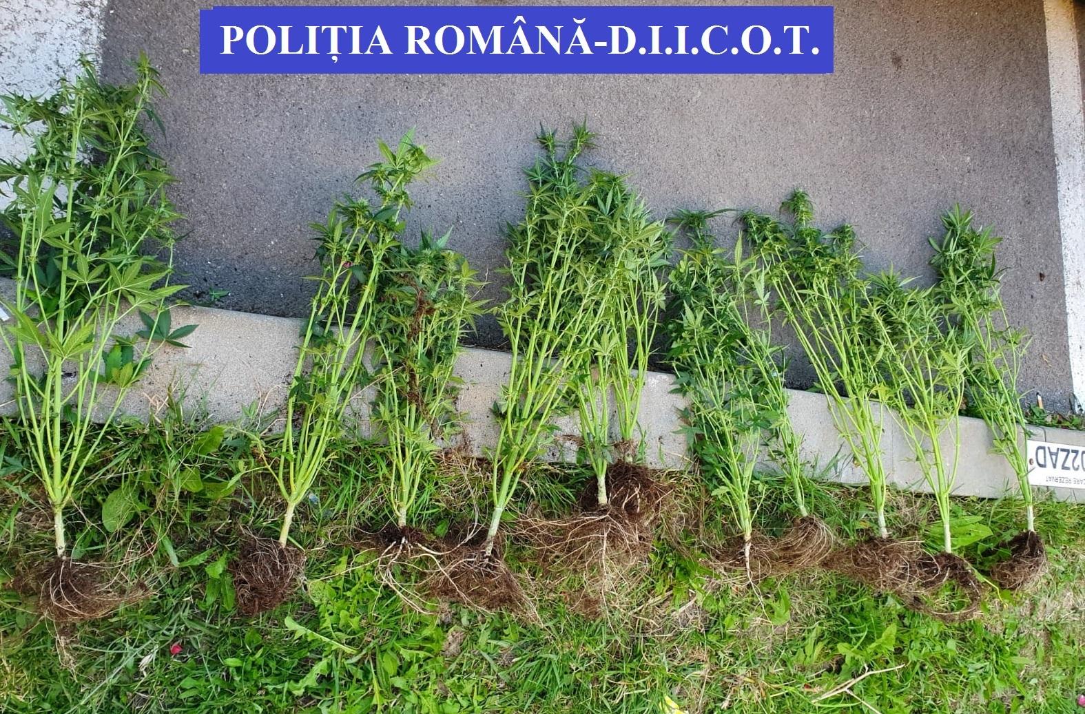 Un bărbat din Bistriţa a fost prins &icirc;n trafic cu aproape trei kilograme de cannabis