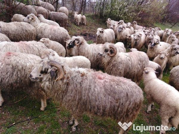 Transhumanța &icirc;n Rom&acirc;nia și la nivel mondial &icirc;n ultimii ani