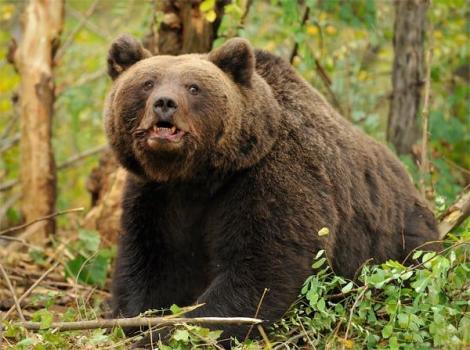 Autoritățile din Harghita, în alertă, după ce un urs a ajuns printre gospodării! Localnicii, avertizați prin RO-ALERT să stea în case