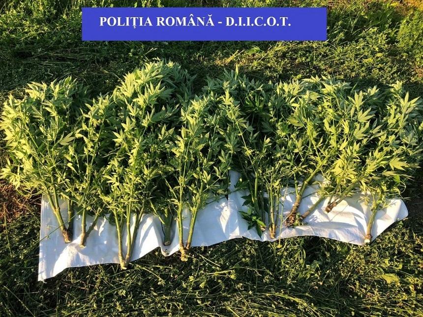Culturi de canabis descoperite &icirc;n locuința unor clujeni. Doi bărbaţi sunt cercetaţi pentru trafic de droguri de mare risc