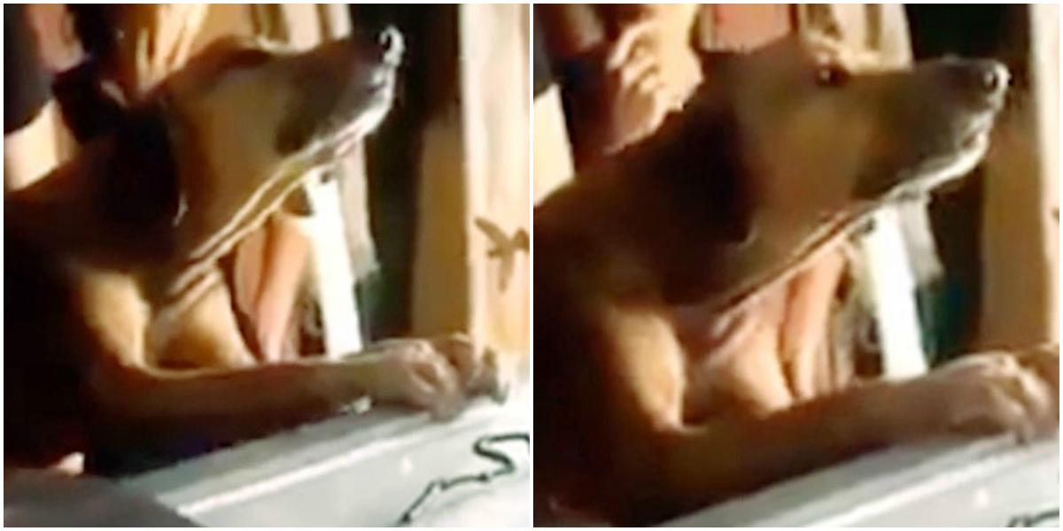 A vrut să-și ia adio. Cățelul s-a lipit de sicriul stăp&acirc;nului și a &icirc;nceput să pl&acirc;ngă: &bdquo;Uite-l, are o lacrimă &icirc;n ochi!&rdquo;