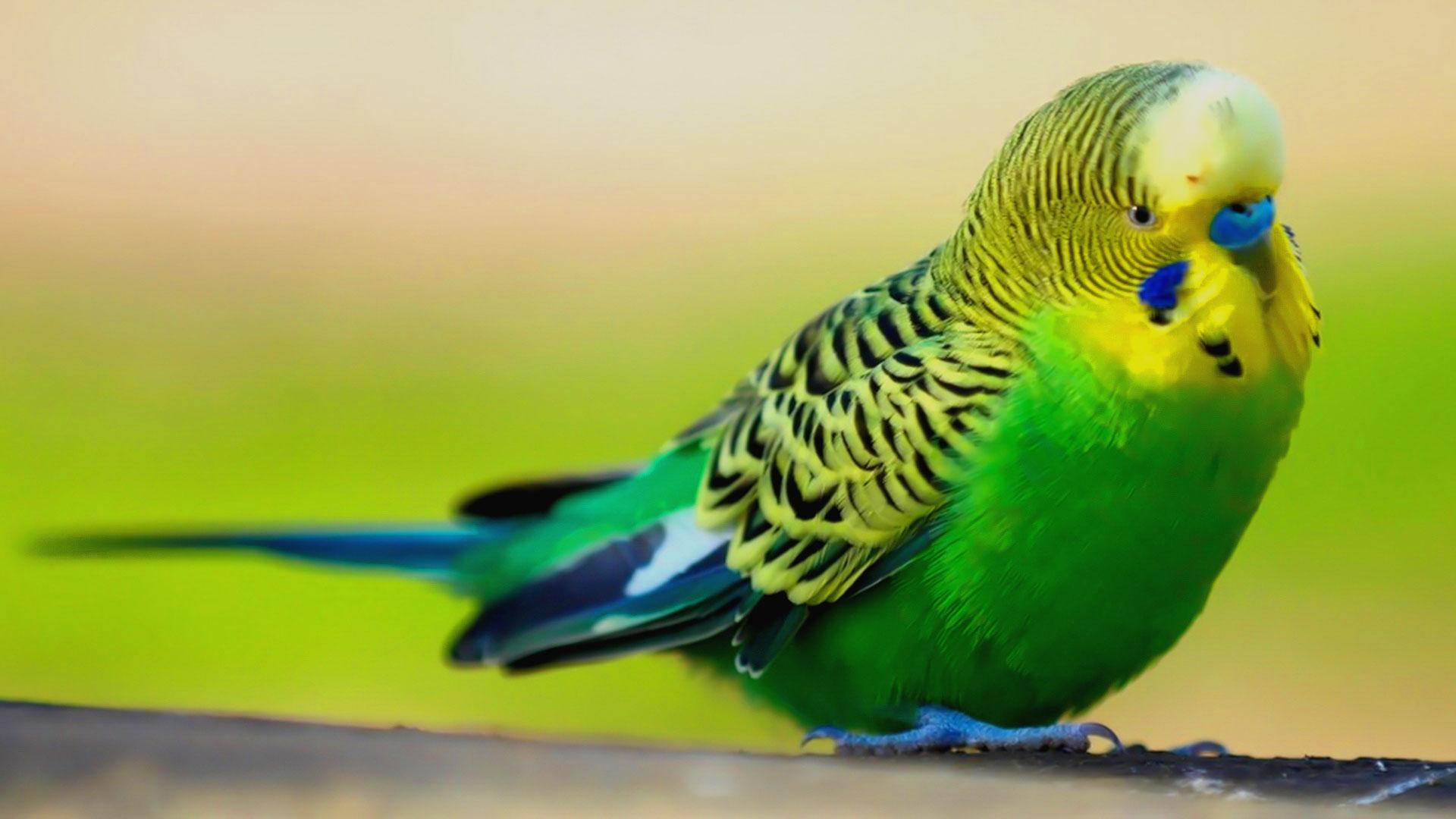 Îngrijire peruși. 15 lucruri pe care nu le știai despre acești papagali