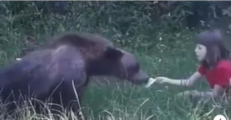 Părinți iresponsabili! O fetiţă a fost filmată când hrăneşte un urs, pe Transfăgărăşan, oferindu-i cu mâna bucăţi de mâncare