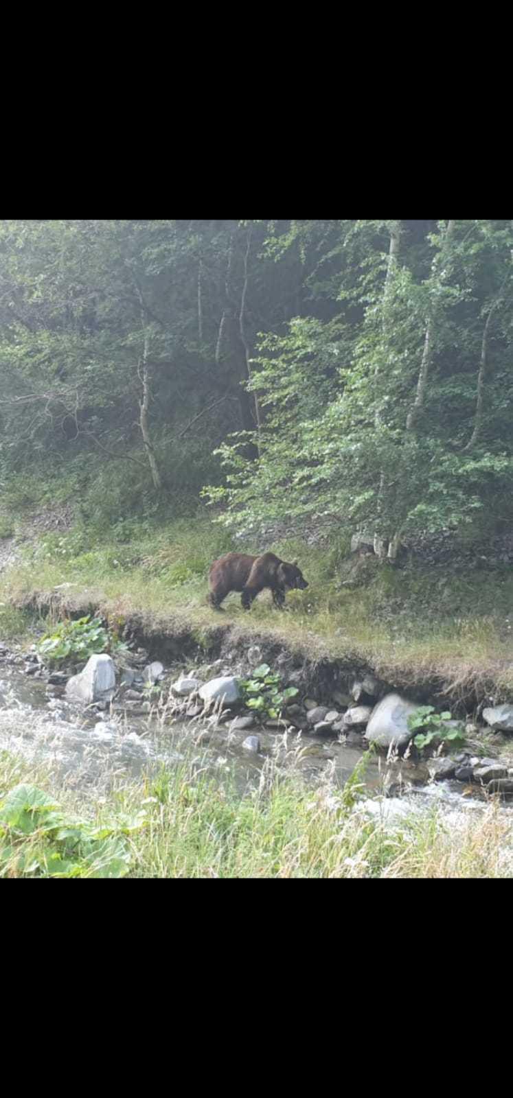 Au hrănit un urs, &icirc;n Argeș, și au primit o amendă usturătoare! C&acirc;ți bani vor scoate din buzunare, după ce au vrut să facă o faptă bună
