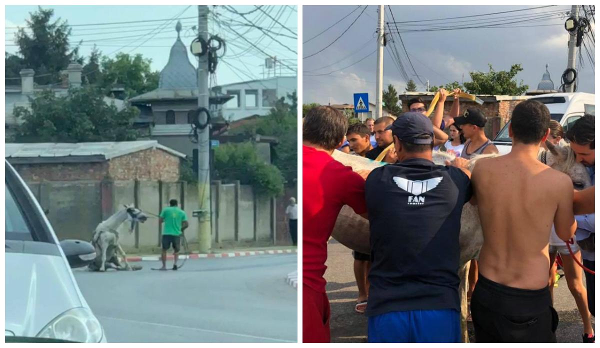 Un cal a murit după ce a fost bătut cu bestialitate p&acirc;nă s-a prăbușit sub ochii proprietarului! Atenție, imagini care vă pot afecta emoțional!&nbsp;
