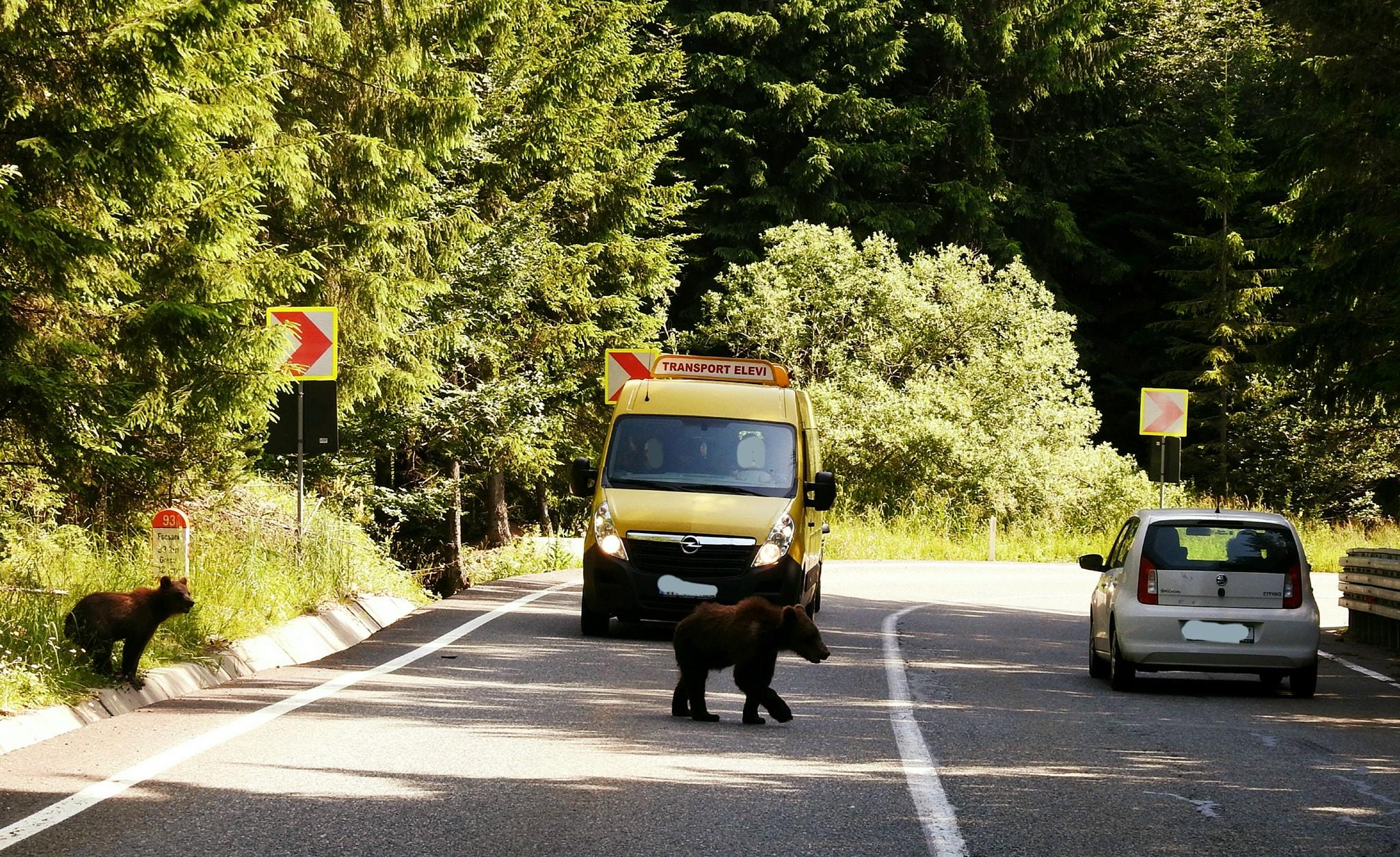 Sancțiuni pentru entitățile care hrănesc urșii &icirc;n mod ilegal. &bdquo;&Icirc;n loc să &icirc;l lăsăm &icirc;n pace, &icirc;i aruncăm deşeurile produse de noi&rdquo;
