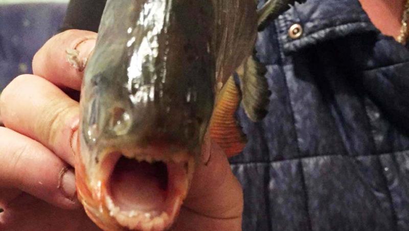 Alertă! Pești carnivori găsiți într-un lac din Maramureș! Oamenii vin des la scăldat în zonă
