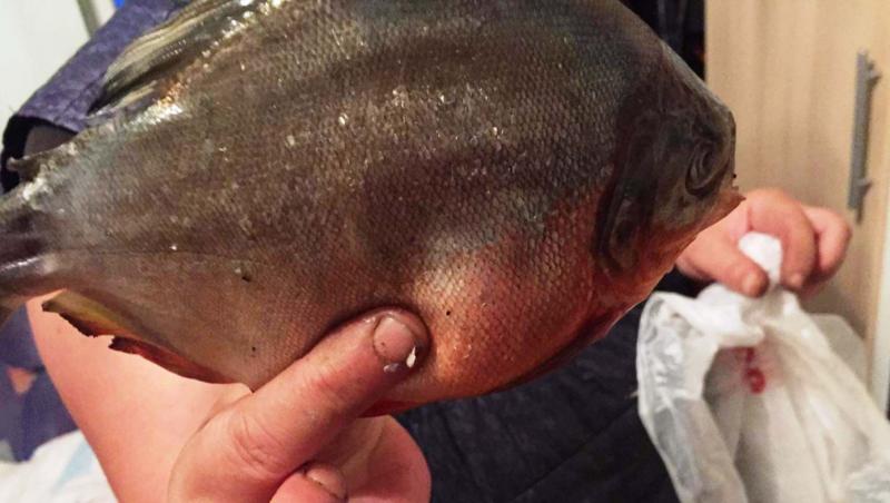 Alertă! Pești carnivori găsiți într-un lac din Maramureș! Oamenii vin des la scăldat în zonă