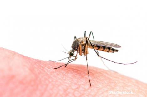 Țânțarii infectați cu malarie rezistentă la medicamente au ajuns în Asia de Sud-Est
