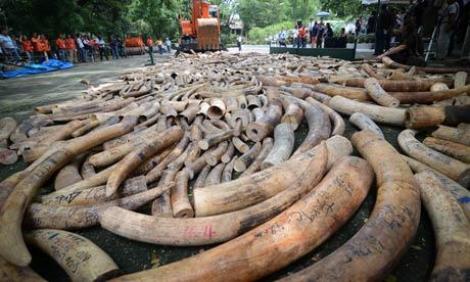 Operațiune record, Singapore a capturat 8,8 tone de fildeș de elefant