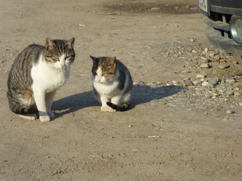 O femeie din Galați amendată după ce pisicile i-au terorizat pe vecini