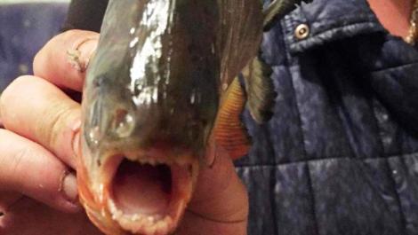 Adevărul despre peștii Piranha găsiți în Maramureș! Explicația dată de un specialist de la Ocolul Silvic: ”I-au aruncat niște inconștienți!”