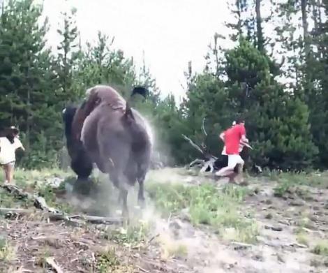 O fetiță de nouă ani a fost atacată de un bizon! A aruncat-o în aer! Părinții au fugit și au lăsat-o în urmă! Imagini șocante! Video