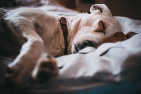 8 boli ale câinilor care se transmit la om. La ce să fii atent