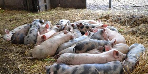 Trei focare noi de pestă porcină africană au apărut &icirc;n județul Argeș