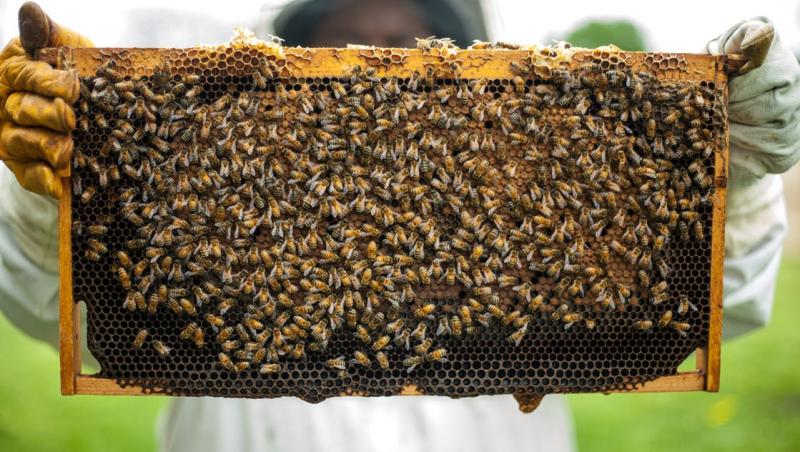 Veninul de albine te salvează! Iată proprietățile și beneficiile acestui leac minune!