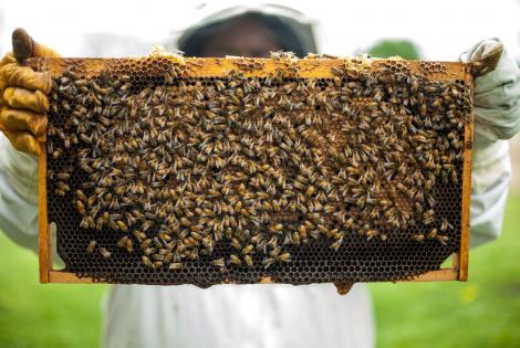 Veninul de albine te salvează! Iată proprietățile și beneficiile acestui leac minune!