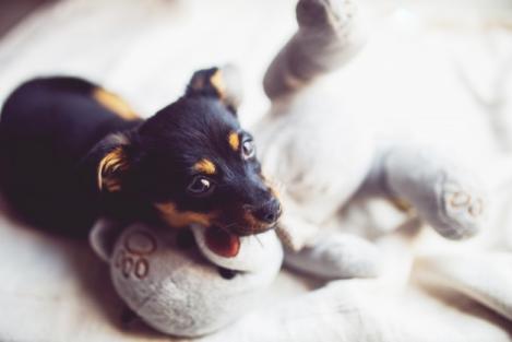 5 motive pentru care este bine să adopți un câine