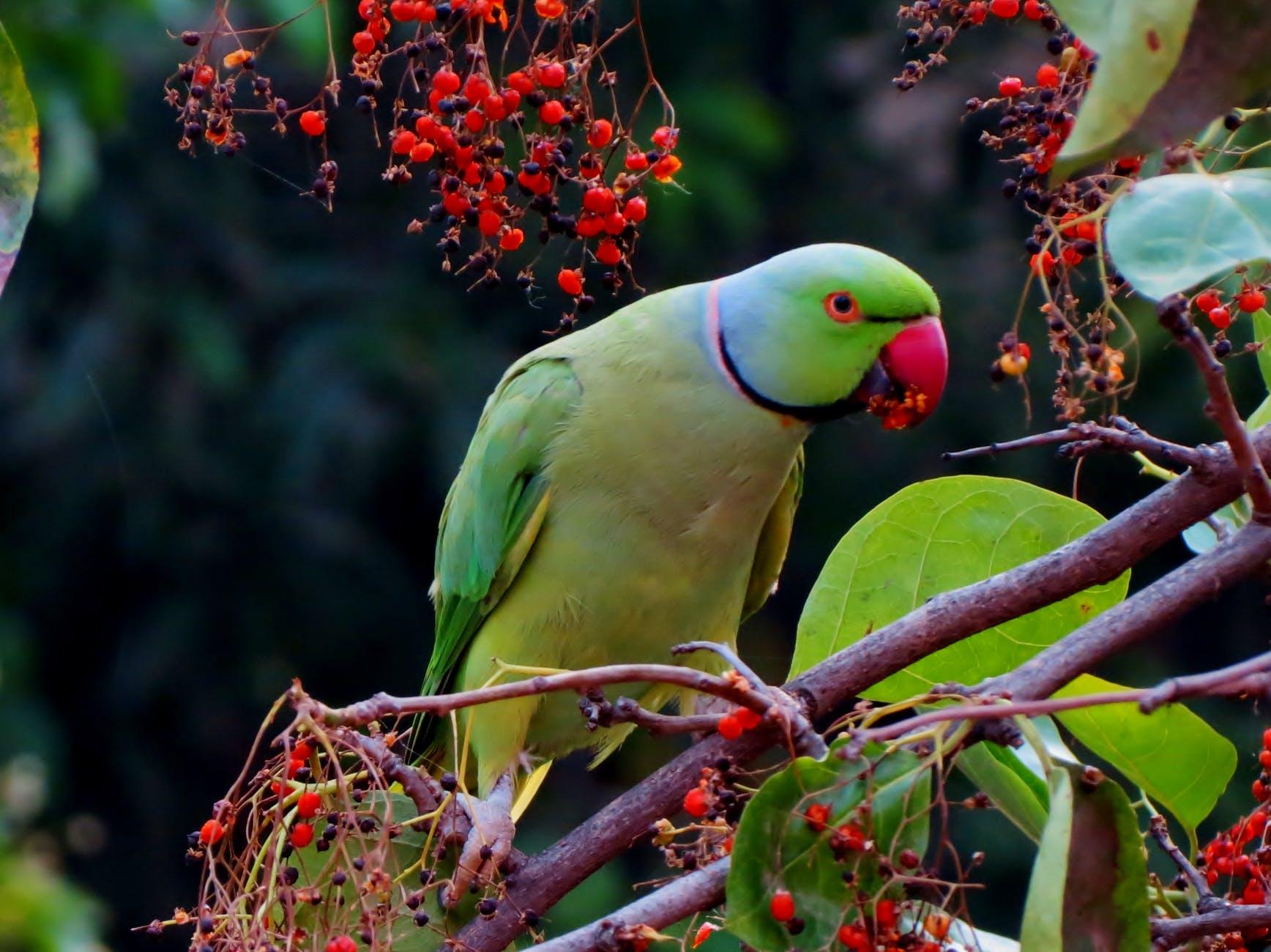 Top 35 cele mai apreciate nume de papagali și ce trebuie să știi despre ei